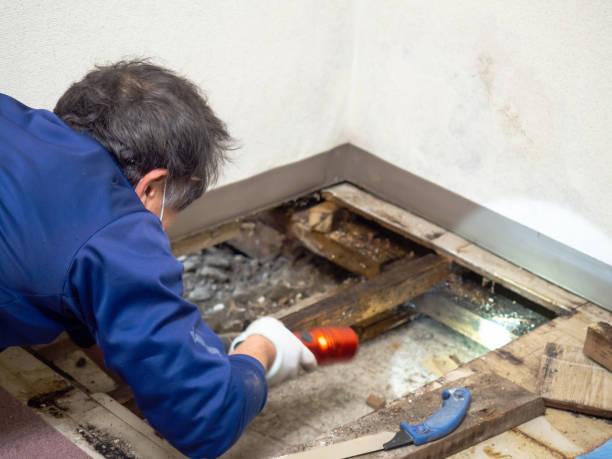 Best Office Mold Removal Services  in Nneconne, WI