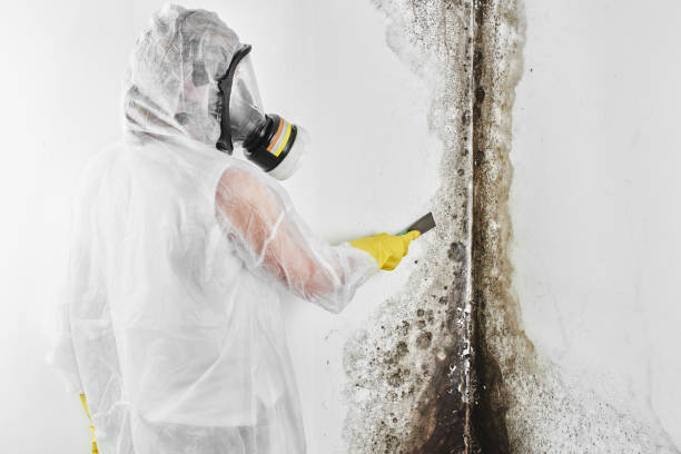 Best Local Mold Removal Service  in Nneconne, WI