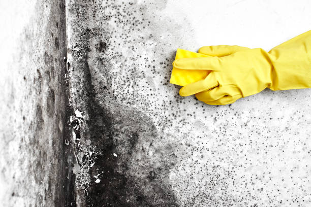 Best Mold Testing  in Nneconne, WI