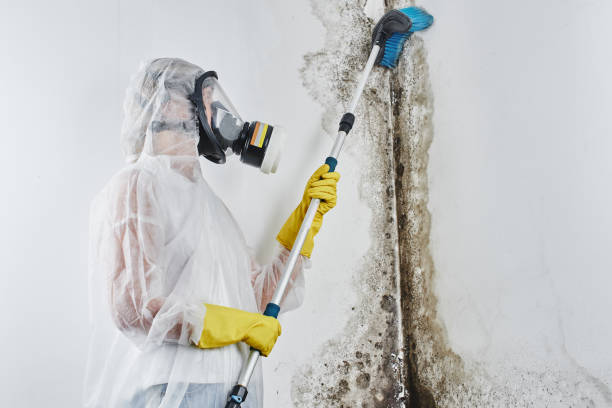 Best Black Mold Removal  in Nneconne, WI