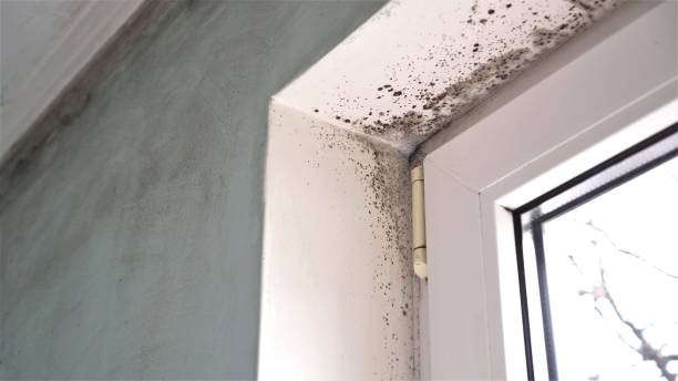 Professional Mold Removal in Winneconne, WI