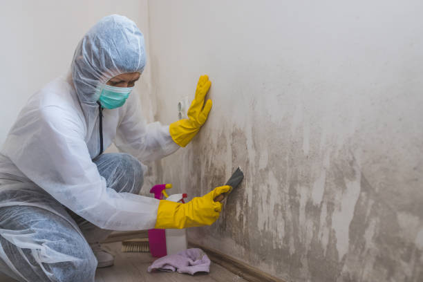 Mold Removal Process in Winneconne, WI