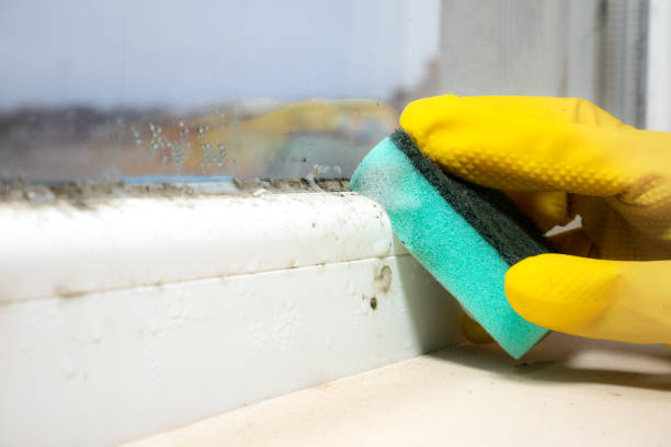 Best Fast Mold Removal  in Nneconne, WI