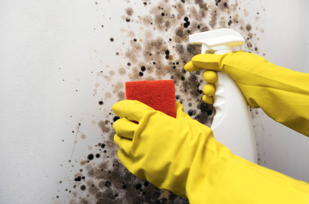 Best Commercial Mold Removal  in Nneconne, WI