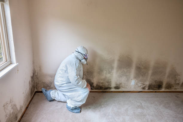 Attic Mold Removal in Winneconne, WI