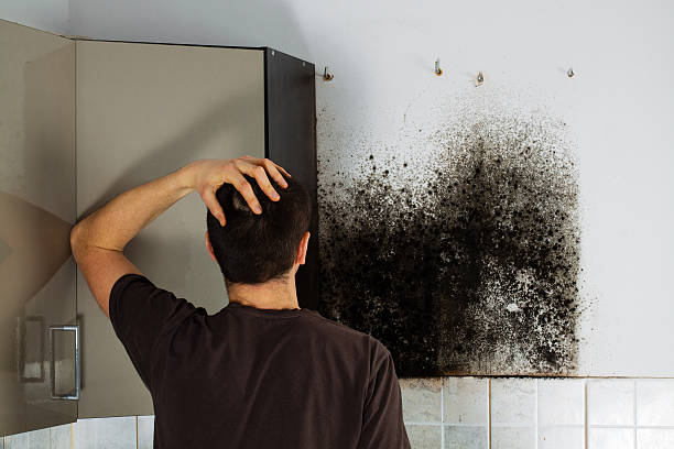 Best Same-Day Mold Removal  in Nneconne, WI