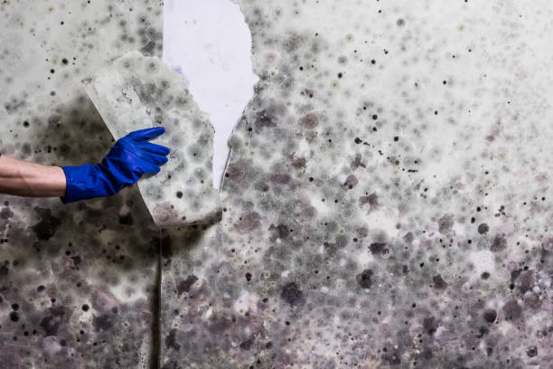 Best Mold Remediation  in Nneconne, WI